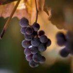 世博会平台如何促进科技创新与城市发展结合 aiaog