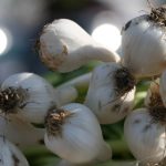 万利与可持续发展:企业盈利与社会责任的平衡 y2rssaap7