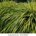 168018开奖网最新开奖信息查询与结果公布 7alf1qa