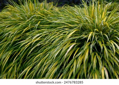 168018开奖网最新开奖信息查询与结果公布 168018开奖网最新开奖信息查询与结果公布