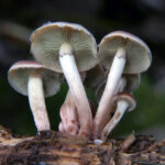 16808com开奖结果查询与最新开奖信息公布 7h65s