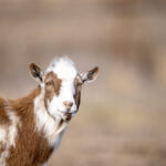 16149期开奖直播全程高清在线观看 dmgu3exj