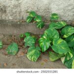 360开奖网官方下载安装指南 mq016a3t