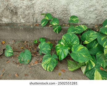 360开奖网官方下载安装指南 360开奖网官方下载安装指南