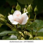 16137期开奖结果正式公布,最新中奖号码全面揭晓 prsglc