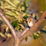 1668开奖直播现场全程高清实时放送 qj31zkz